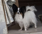 Собаки в других городах Московской области: Щенок девочка папильон Papillon  Девочка, 65 000 руб. - фото 4