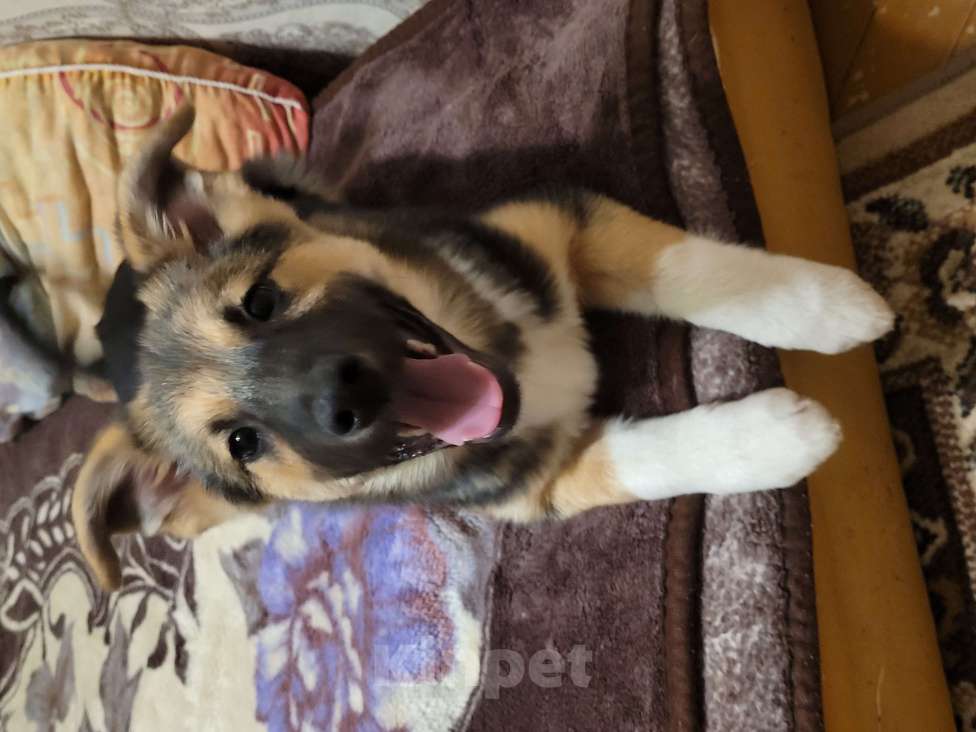 Собаки в Санкт-Петербурге: Щенок девочка в добрые руки! Девочка, Бесплатно - фото 9