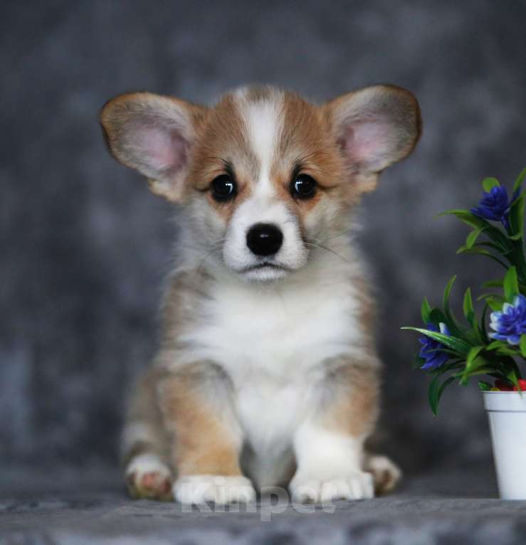 Собаки в Санкт-Петербурге: Племенной щенок из питомника Девочка, 60 000 руб. - фото 3