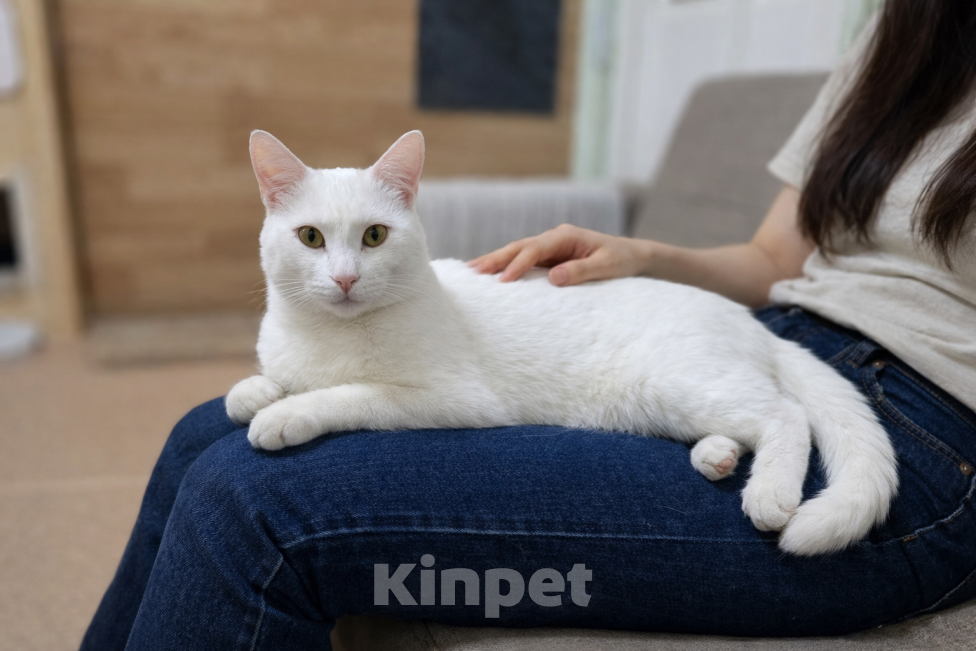 Кошки в Ижевске: кот в добрые руки Мальчик, Бесплатно - фото 2