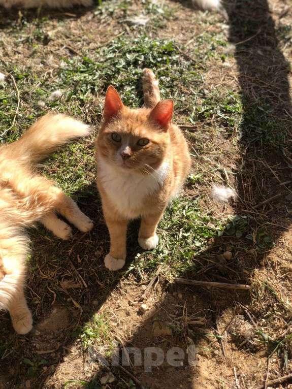 Кошки в Дмитрове: Выброшен, предан и никому не нужен. Мальчик, Бесплатно - фото 5