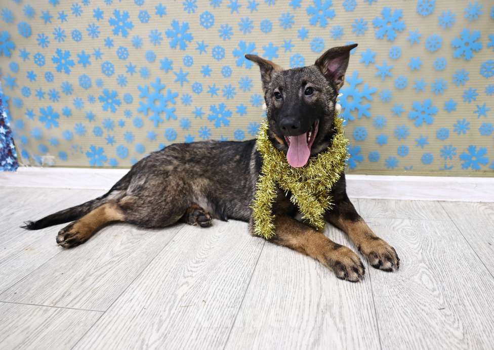 Собаки в Москве: Щенки бесплатно в Москве Девочка, Бесплатно - фото 5