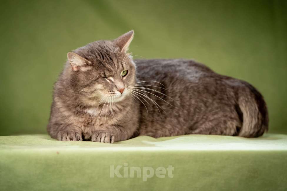 Кошки в Клине: Милош — замурчательный котейка Мальчик, Бесплатно - фото 3