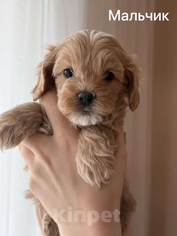 Собаки в Москве: Щенки мальтипу Девочка, 60 000 руб. - фото 3