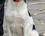 Собаки в Москве: Щеночек-подросток, метис охотничьей породы, Мэгги- в дар. Девочка, 100 руб. - фото 4