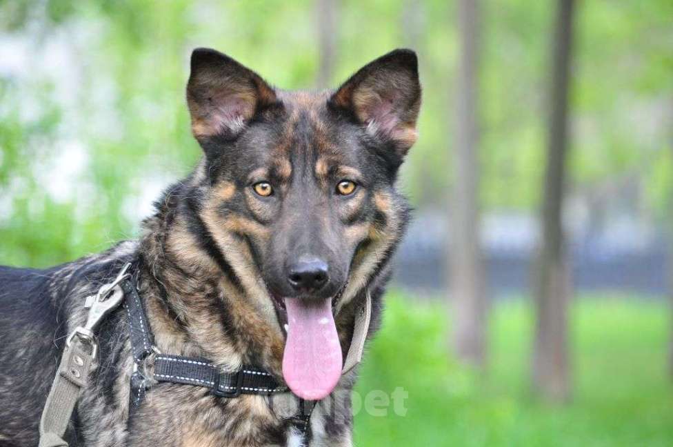 Собаки в Москве: Одри Девочка, Бесплатно - фото 1