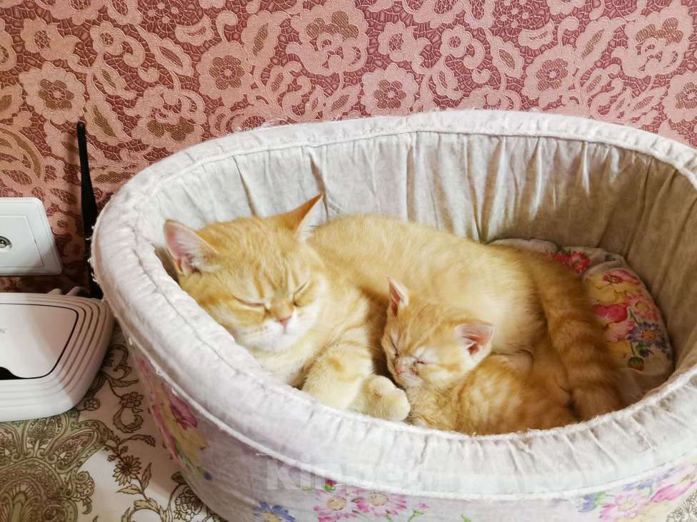 Кошки в Москве: Шотландская Прямоухая порода  Девочка, 15 000 руб. - фото 4