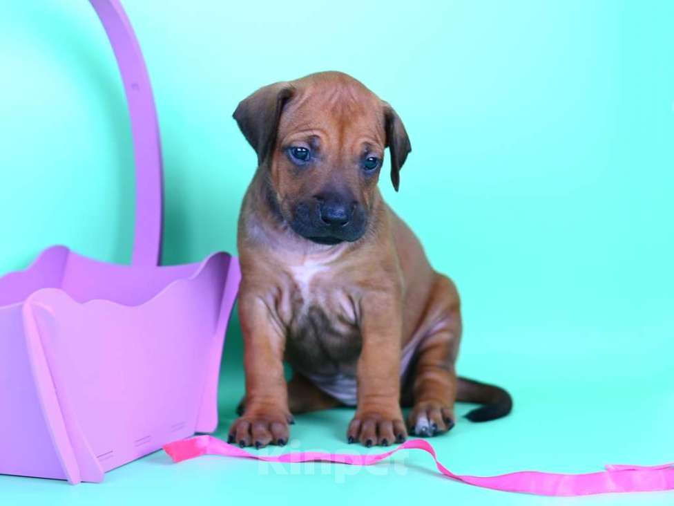 Собаки в Москве: Нежная девочка родезийского риджбека Девочка, 30 000 руб. - фото 6