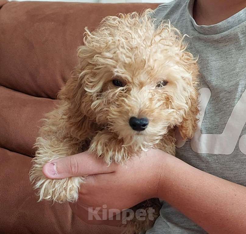 Собаки в Туле: Мальчик той-пудель  Мальчик, 40 000 руб. - фото 3