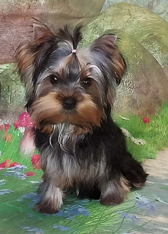 Щенки йоркширского терьера