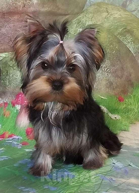 Собаки в Бердске: Щенки йоркширского терьера Девочка, Бесплатно - фото 1