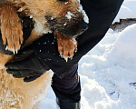 Собаки в Краснодаре: отдам щенка в добрые руки бесплатно Девочка, 1 руб. - фото 7