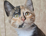 Кошки в Москве: Котёнок с интересным окрасом в добрые руки  Девочка, Бесплатно - фото 1
