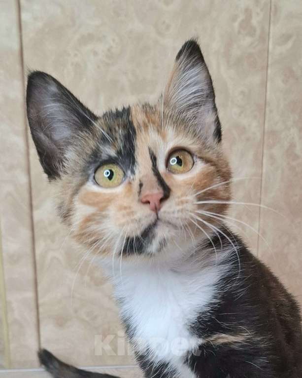 Кошки в Москве: Котёнок с интересным окрасом в добрые руки  Девочка, Бесплатно - фото 1