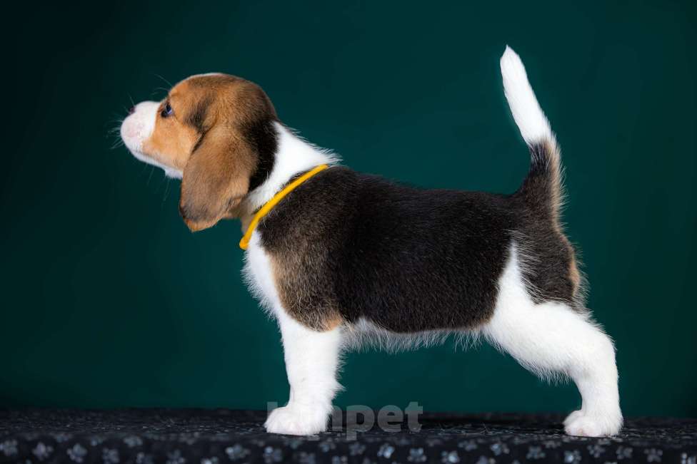 Собаки в Москве: Щенок Бигля питомник РКФ Мальчик, 70 000 руб. - фото 3