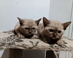 Кошки в других городах Владимирской области: Бурманские котята Разнополые, Бесплатно - фото 3
