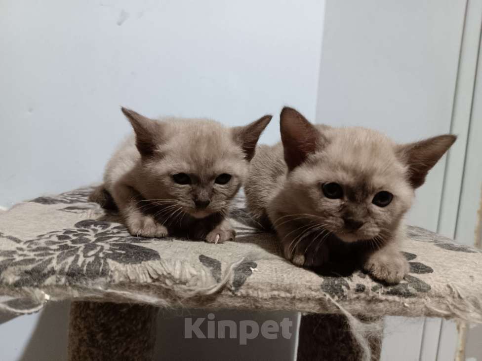 Кошки в других городах Владимирской области: Бурманские котята Разнополые, Бесплатно - фото 3