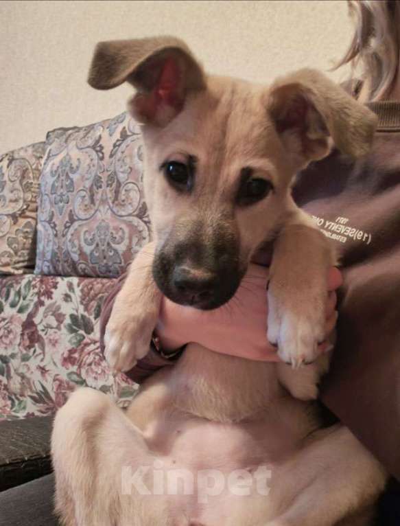 Собаки в Липецке: Люся, щенок, который очень хочет быть чьей-то Девочка, 10 руб. - фото 3