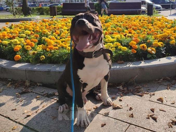 Собаки в Москве: Вязка Американский стаффордширский терьер Мальчик, 1 000 руб. - фото 6