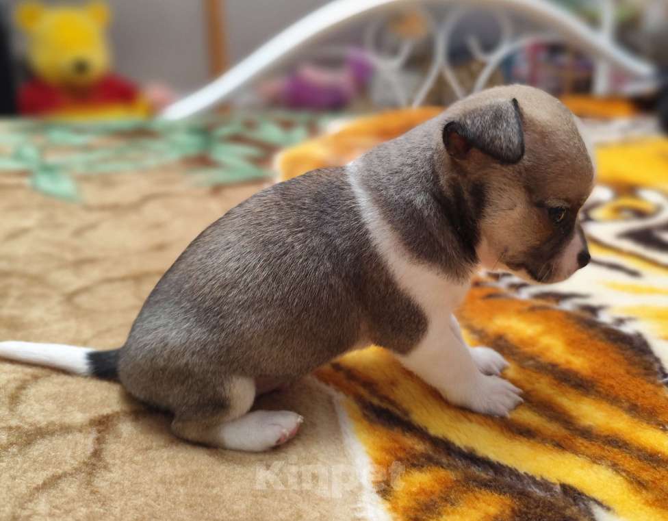 Собаки в Артеме: Продаётся щенок чихуахуа мальчик Мальчик, 30 000 руб. - фото 3