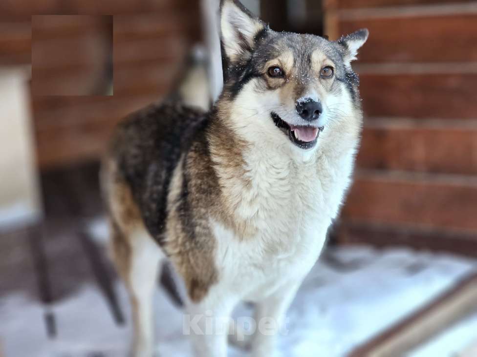 Собаки в Новосибирске: Собака Ласка ниже колена ищет дом Девочка, Бесплатно - фото 1