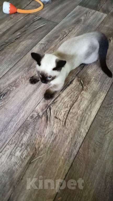 Кошки в Мурманске: манчкин Тема Мальчик, Бесплатно - фото 9