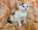 Кошки в Москве: Котенок Нарния ищет дом Девочка, Бесплатно - фото 10
