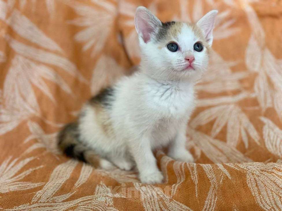 Кошки в Москве: Котенок Нарния ищет дом Девочка, Бесплатно - фото 10