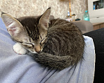 Кошки в Нижнем Новгороде: Котенок в добрые руки Девочка, Бесплатно - фото 1