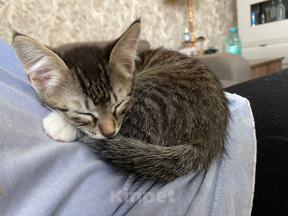 Кошки в Нижнем Новгороде: Котенок в добрые руки Девочка, Бесплатно - фото 1