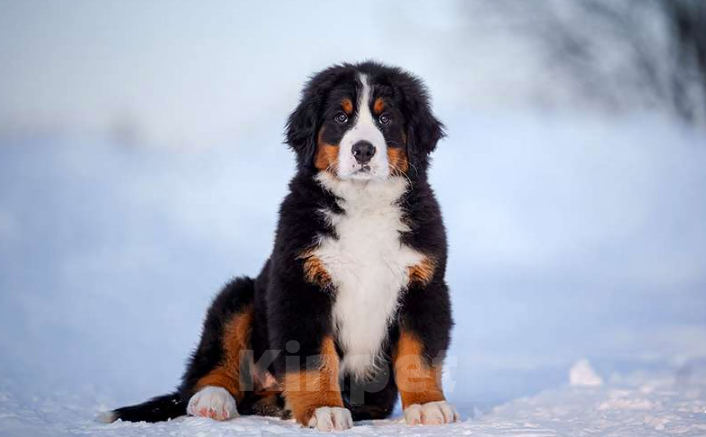 Собаки в Волоколамске: Бернский Зенненхунд, Ласточка.  Девочка, 250 000 руб. - фото 2