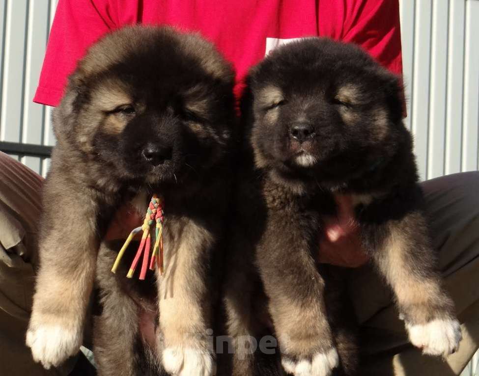 Собаки в других городах Нижегородской области: Щенки кавказской овчарки Мальчик, Бесплатно - фото 6