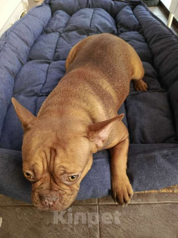 Собаки в Тюмени: французский бульдог девочка Девочка, Бесплатно - фото 5