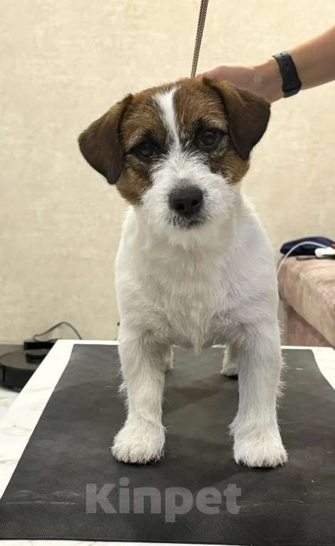 Собаки в Пензе: Щенки Джек Рассел терьер Мальчик, 25 000 руб. - фото 1