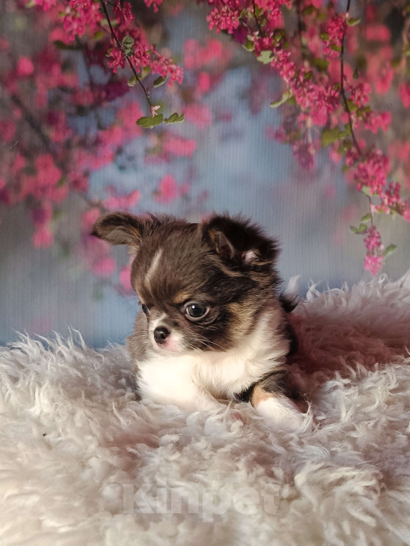 Собаки в Москве: Девочка дш голубой триколор Девочка, 120 000 руб. - фото 3