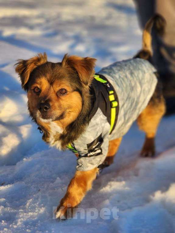 Собаки в Москве: Привет :) Я Бильбо Мальчик, Бесплатно - фото 3