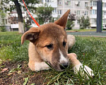 Собаки в Санкт-Петербурге: Ласковый щеночек Тоша ищет дом Мальчик, 10 руб. - фото 6