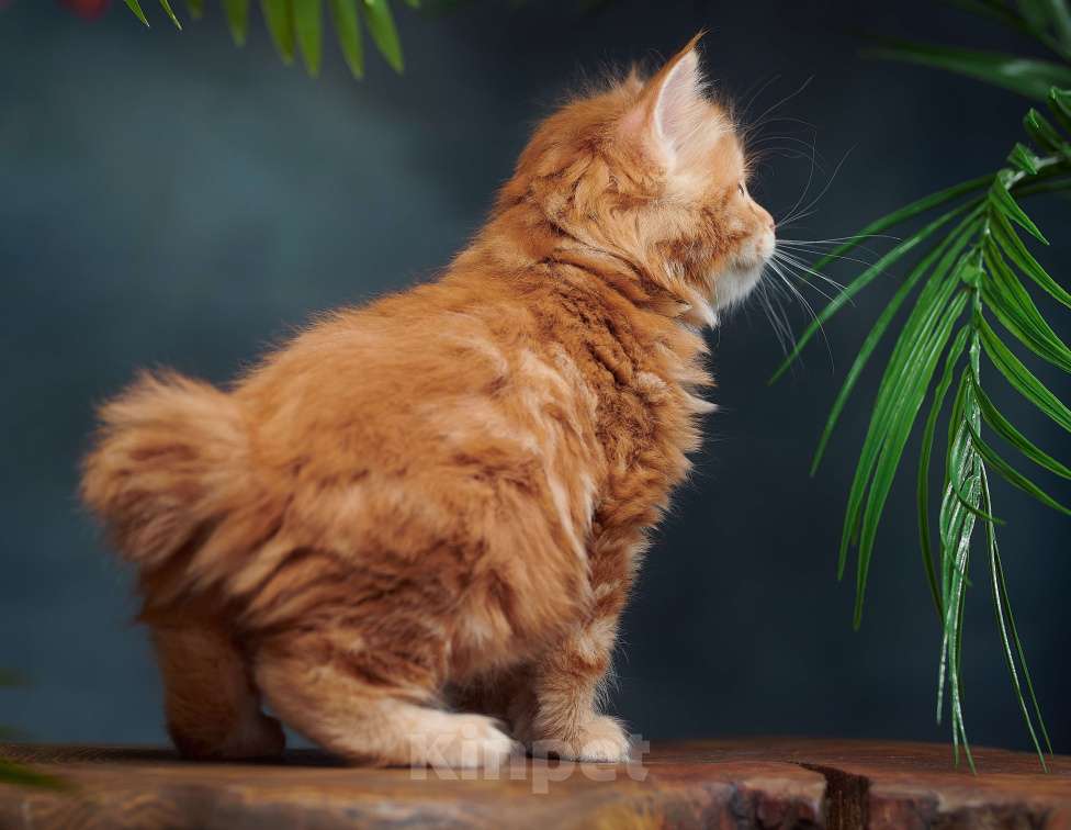 Кошки в других городах Алтайского края: Мини рыськи Мальчик, Бесплатно - фото 5