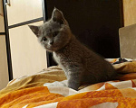 Кошки в Мглине: Вязка британский кот, 1 руб. - фото 3