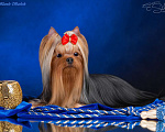Собаки в Санкт-Петербурге: Кобель Чемпион для вязки Мальчик, 20 000 руб. - фото 3
