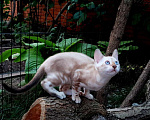 Кошки в Симферополе: Бенгальский котенок Мальчик, 12 000 руб. - фото 2
