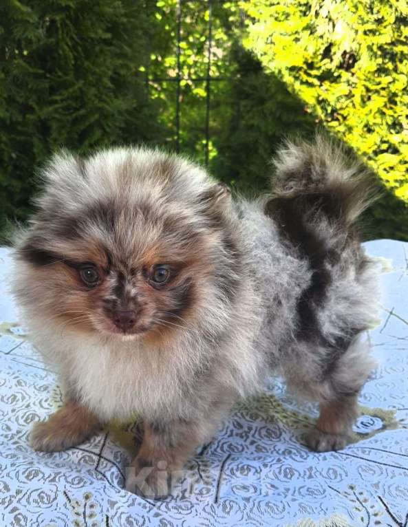 Собаки в других городах Московской области: Померанский шпиц мраморный окрасный Мальчик, 30 000 руб. - фото 3