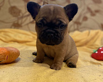 Собаки в Санкт-Петербурге: Очаровательная девочка французик Девочка, 40 000 руб. - фото 1