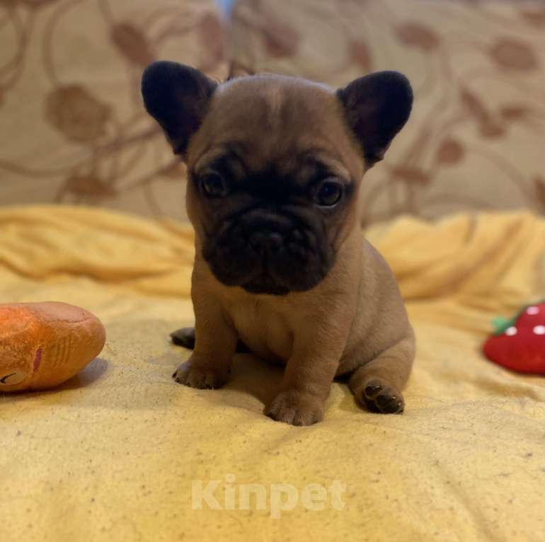 Собаки в Санкт-Петербурге: Очаровательная девочка французик Девочка, 40 000 руб. - фото 1