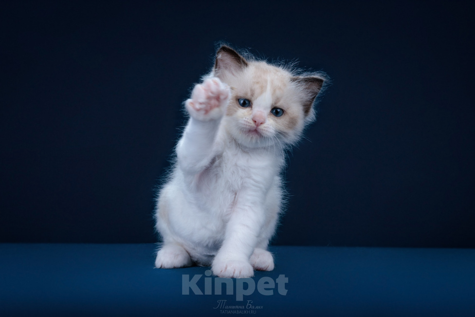 Кошки в Москве: котята рэгдолл Девочка, 150 000 руб. - фото 5