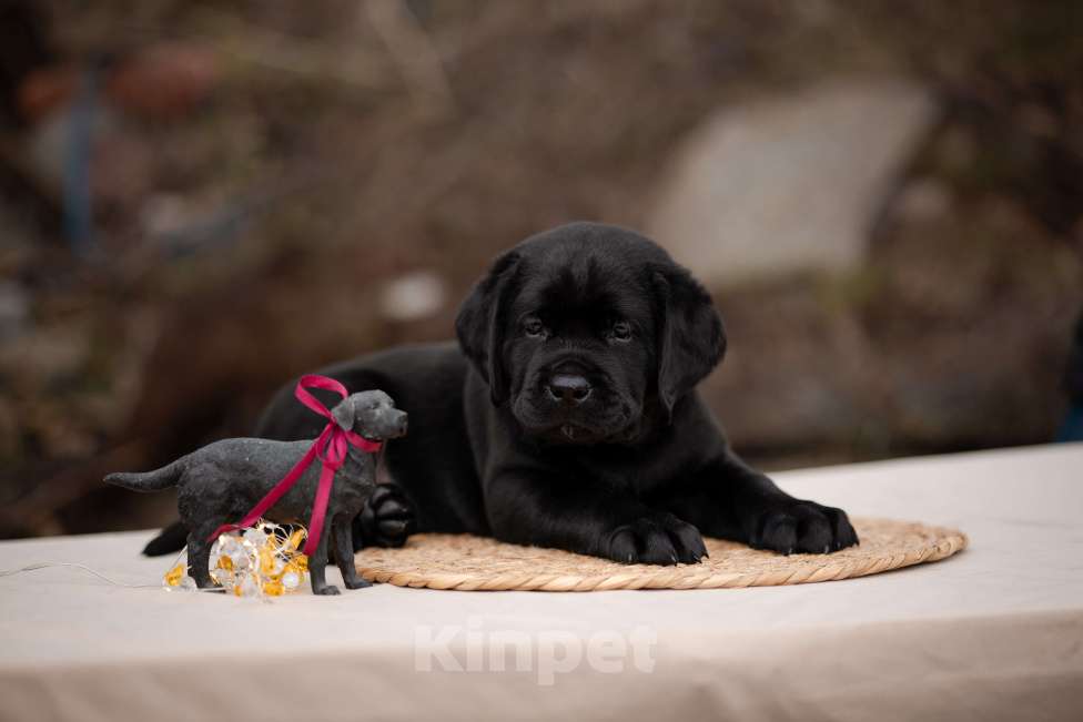 Собаки в Новороссийске: черный лабрадор Мальчик, Бесплатно - фото 1