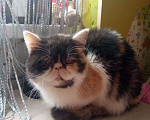 Кошки в Москве: Экзотическая кошка отдам в хорошие руки Девочка, Бесплатно - фото 1