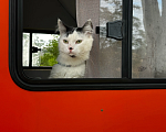 Кошки в других городах Краснодарского края: Помогите найти кота  Мальчик, 5 000 руб. - фото 1