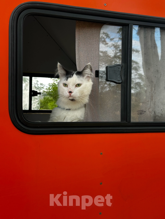 Кошки в других городах Краснодарского края: Помогите найти кота  Мальчик, 5 000 руб. - фото 1