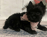 Собаки в Москве: Щенок черного йорка Мальчик, 66 000 руб. - фото 3